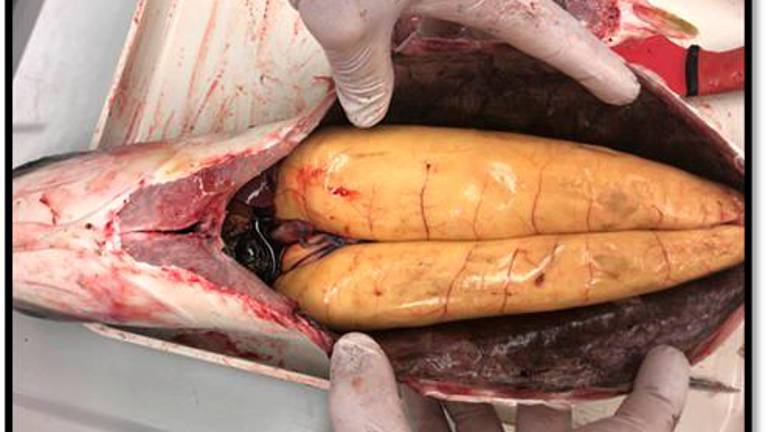 Prima dell’estrazione