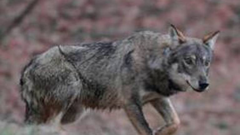 Lupi a Ravenna e dintorni, sono una trentina, avvistamenti e razzie