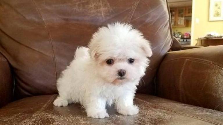 Ravenna, compra un cane e scopre che è sotto sequestro. Ventisettenne a processo