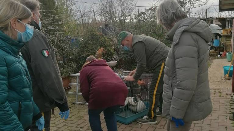 Trasferiti i 140 animali da Forlì al riminese