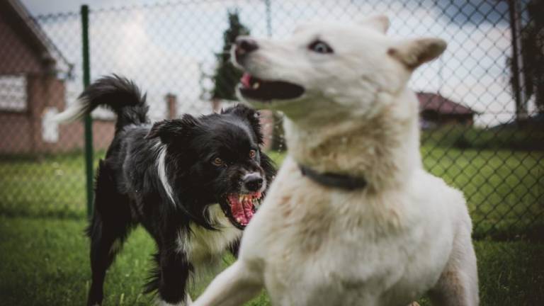 Ravenna, cani fuggiti aggrediscono coppia con cagnolino in centro