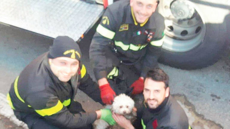 Imola, i Vigili del Fuoco salvano la barboncina Bibi