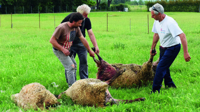 Forlì, un'altra strage di pecore. Sbranate dai lupi a Carpena