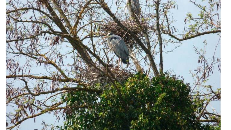La garzaia dell’ex Eridania