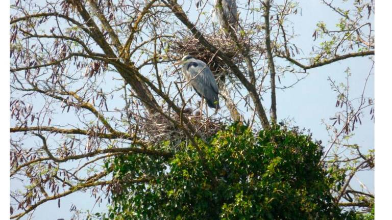 Forlì, ex Eridania, due esposti a Carabinieri forestali e Soprintendenza