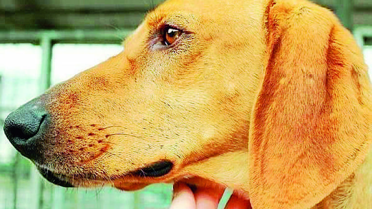 Ciko: il cane abbandonato perchè non adatto alla caccia