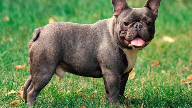 Ravenna. Traffico dei cuccioli blu dal finto pedigree: sei imputati, gli animalisti parte civile
