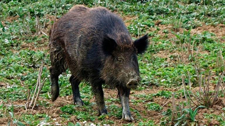 San Marino dice basta alla caccia al cinghiale in braccata