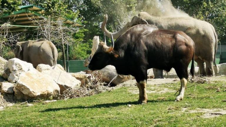Al Safari Ravenna i gaur e gli elefanti asiatici a rischio estinzione