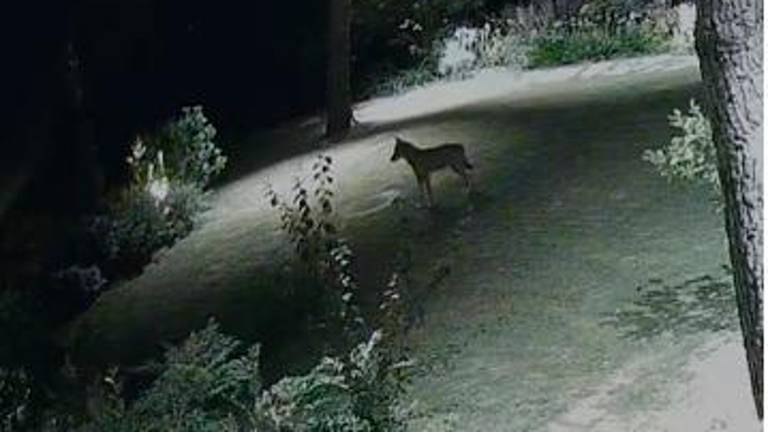 Rimini. Lupo entra in casa e sbrana una cagnolina