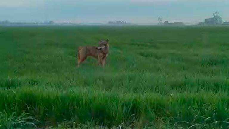 Castel Guelfo, incontra un lupo mentre va al lavoro VIDEO