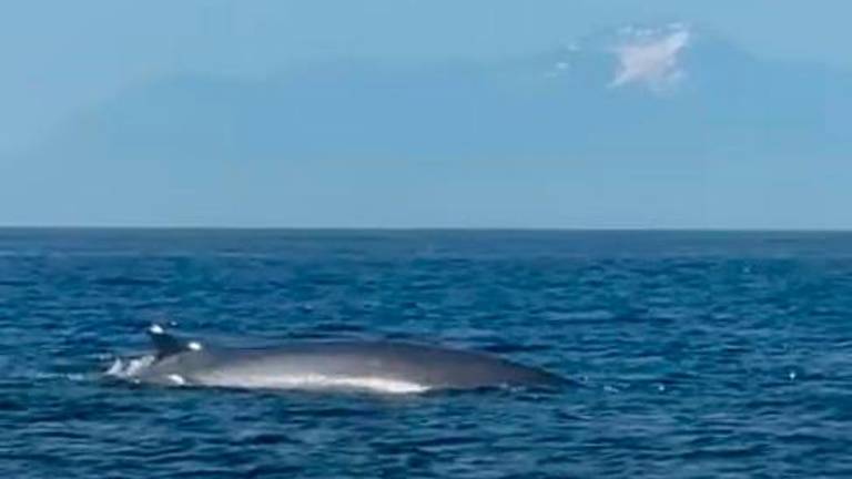La balenottera di profilo, sullo sfondo gli Appennini innevati