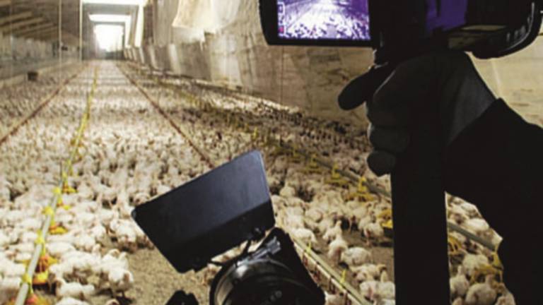 Polli stipati e maltrattati: scene shock girate di nascosto e mostrate dal Tg. Gli allevatori: «Quella non è la nostra avicoltura»
