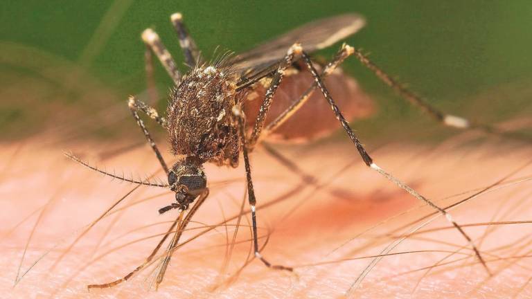 Un caso di Dengue a Cesena