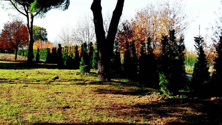 LA BATTAGLIA CONTRO GLI EFFETTI COLLATERALI Santa Giustina, 350 alberi contro la puzza