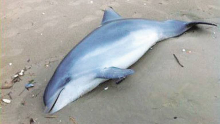 Delfino morto sulla spiaggia di Ponente.