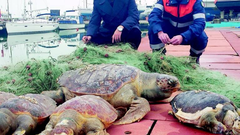 Famiglia di tartarughe muore impigliata nella rete