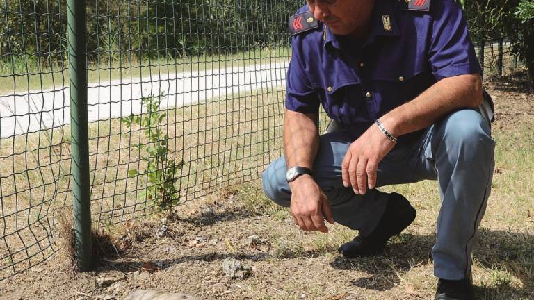 Torna la mixomatosi. I conigli ammalati verranno abbattuti