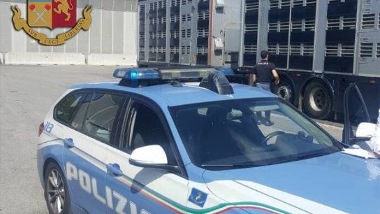 Trasporto insalubre di tacchini: la Polstrada multa un camionista a Cesena