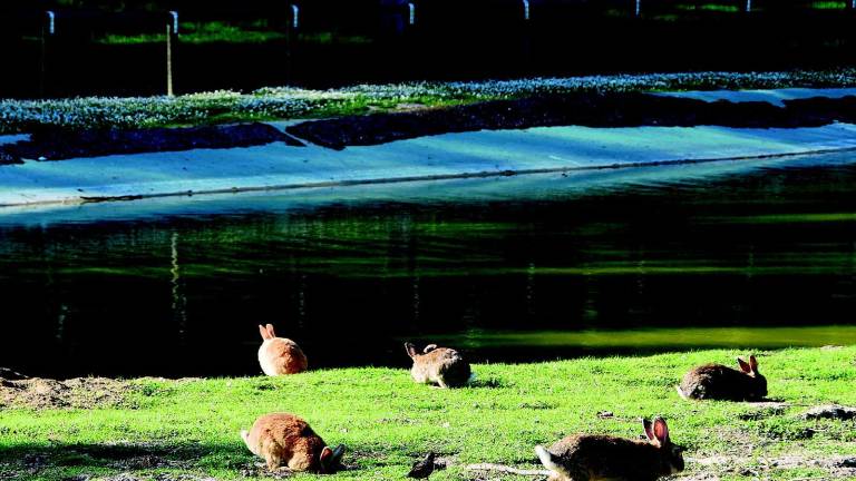 Catturati 162 conigli, chiusa l'area verde