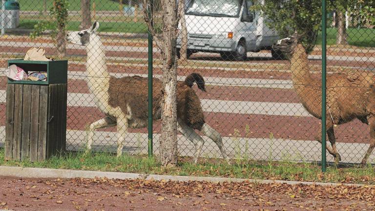 Lama in fuga dallo zoosafari