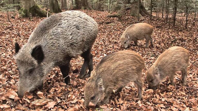 Caccia al cinghiale, macellate delle femmine coi cuccioli vivi in pancia