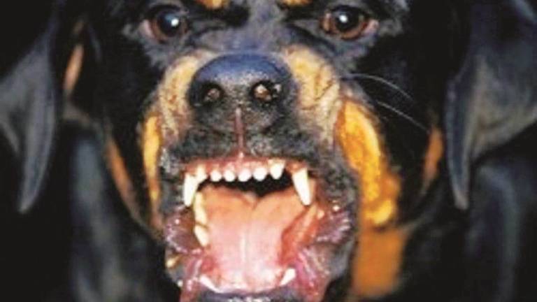 Rottweiler azzanna e uccide un altro cane, ad Acquaviva