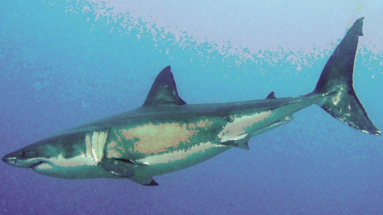 La vita adriatica dello squalo bianco a caccia nel regno del tonno