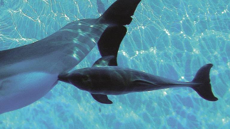 Nasce un delfino a Oltremare