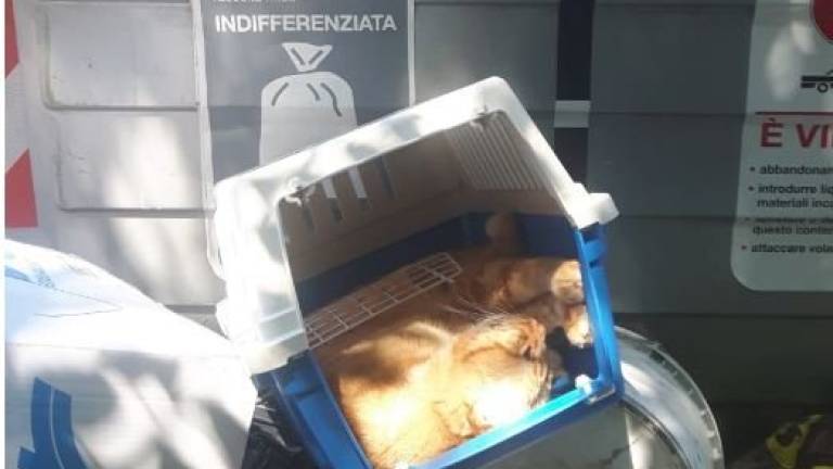 Faenza, gatto morto buttato tra i rifiuti