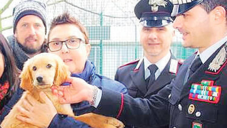 Faenza, per i cuccioli abbandonati l’Enpa presenta il conto: 30mila euro