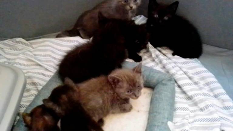 Sette gattini abbandonati in una scatola di cartone salvati a Rimini