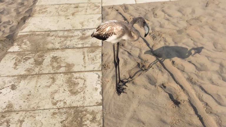 Rimini, fenicotteri in difficoltà atterrano sulla spiaggia. Il video
