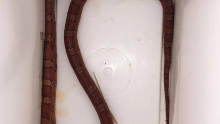 Morto il serpente del grano trovato a Viserba