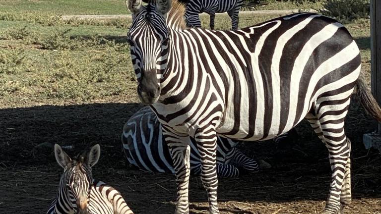 Ravenna, al Safari nascono due cuccioli di zebra, una giraffina e uno gnu