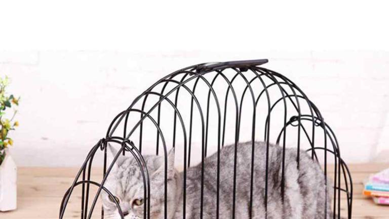 Gli animalisti: Quella gabbia cinese è una tortura, toglietela dal mercato