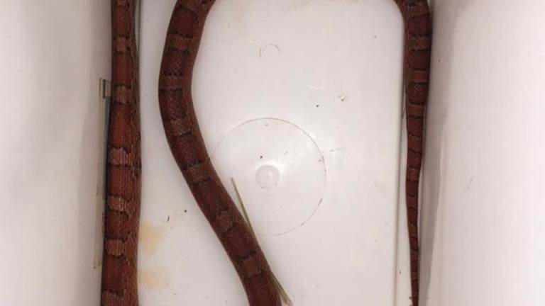 Nel parco di Viserba spunta un serpente del grano lungo un metro e mezzo (Fotogallery)