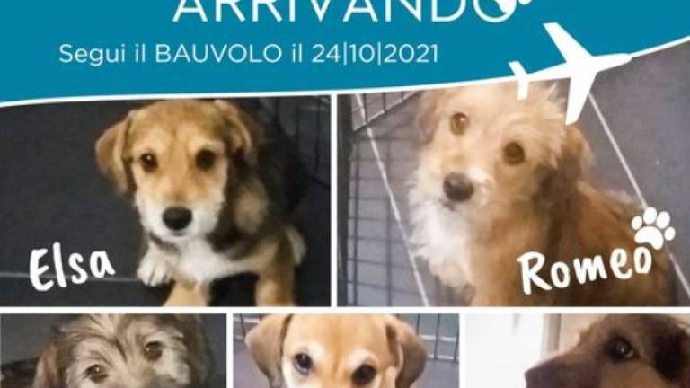 Lumiwings trasporta a Forlì gratis cinque cuccioli abbandonati