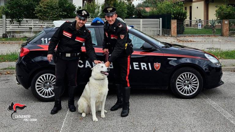 Forlì, un cane vaga in mezzo al traffico della tangenziale: salvato dai ...