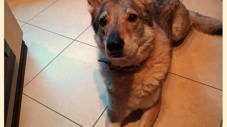 Il cane Kali, lupo cecoslovacco di 8 anni che cammina con il carrellino