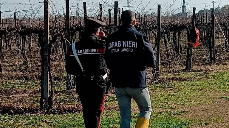 Forlì-Cesena, lavoro nero nelle aziende agricole: sospese tre attività, multe per oltre 80mila euro