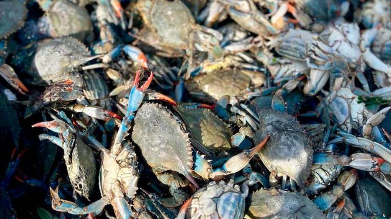 Granchi blu “sotto stress” a Marina di Ravenna e Punta Marina. Arpae: “Carenza di ossigeno, a giorni la situazione migliorerà”
