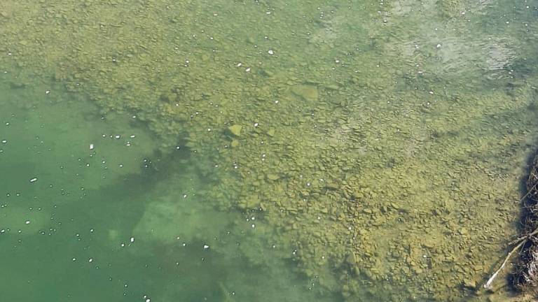 Schiuma anomala vicino al Ponte Nuovo nelle acque del fiume Savio