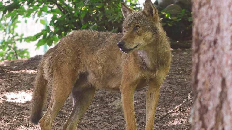 Enpa contro Lollobrigida: “Uccidere i lupi non risolve il problema”