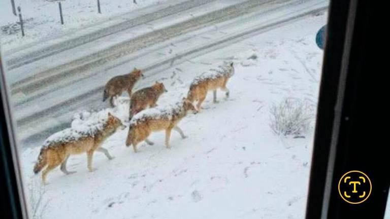 Lupi a San Clemente (Rn) poche settimane fa