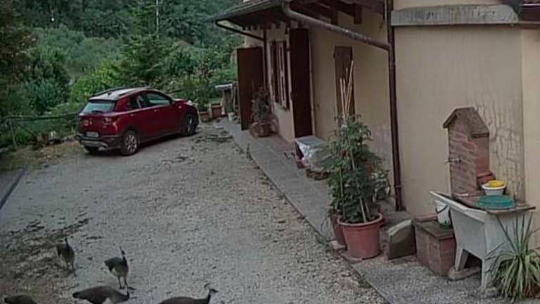 I pavoni ripresi a Riolo Terme