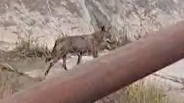 Un lupo fotografato alle porte di Rimini, in zona via Covignano poche settimane fa