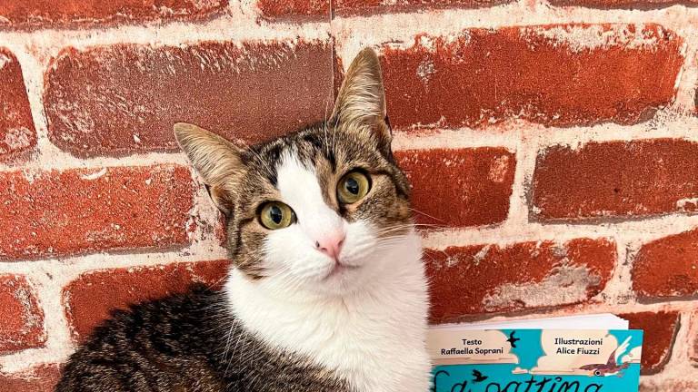 Chanel, la gattina adottata a Lampedusa diventa il bestseller di due amiche ravennati