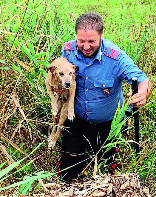 Ravenna, cagnolino cieco cade in un fosso: salvato dai carabinieri