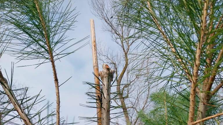 Cesenatico, i vandali del verde al parco: capitozzati 10 pini nell’area di sgambamento dei cani